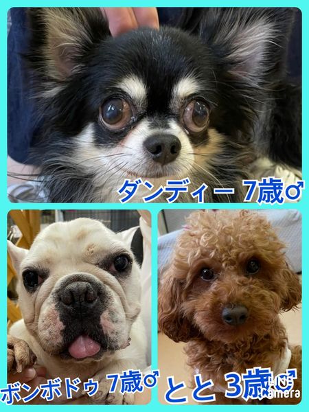 🐾今日の里親様募集中ワンコ🐶メンバーです🐾2022,5,10【保護犬カフェ天神橋店】